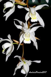 Coelogyne nervosa