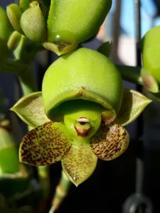 Catasetum denticulatum