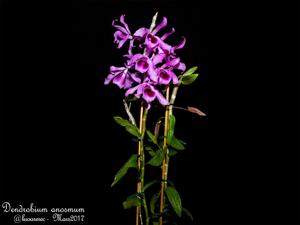 Dendrobium anosmum