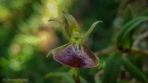 Epidendrum peperomia