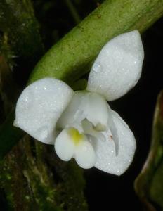 Dendrobium quinquelobum