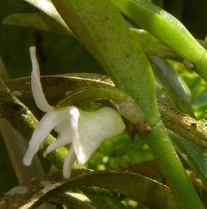 Dendrobium quinquelobum