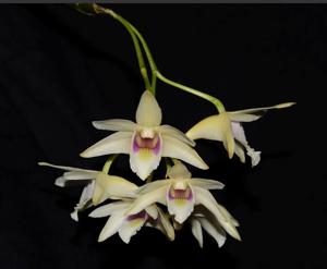 Dendrobium platygastrium