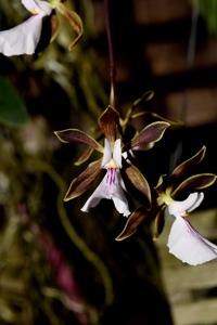 Encyclia hamiltonii