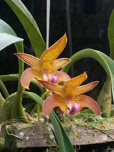 Bulbophyllum claptonense