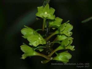 Dendrobium fimbrilabium