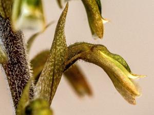 Cyclopogon elegans