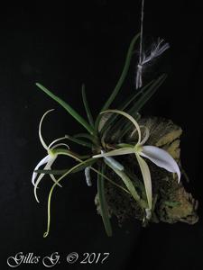 Angraecum peyrotii