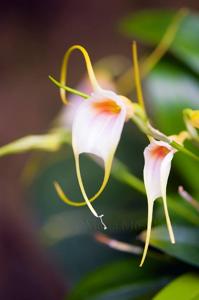 Masdevallia infracta