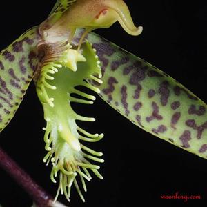 Catasetum lanciferum
