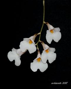 Rodriguezia obtusifolia