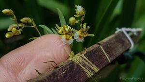 Rauhiella brasiliensis