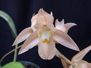 Coelogyne malipoensis