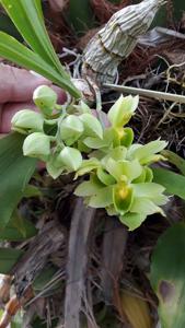Catasetum cirrhaeoides