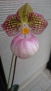 Paphiopedilum micranthum