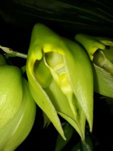 Catasetum macrocarpum