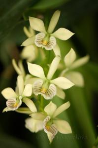 Prosthechea radiata