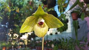Paphiopedilum malipoense