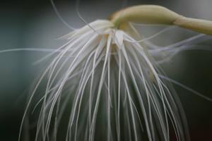 Bulbophyllum medusae