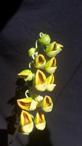 Catasetum rooseveltianum