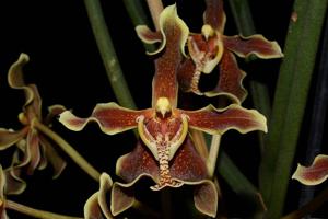 Paraphalaenopsis labukensis