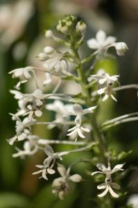 Calanthe triplicata
