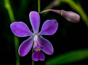 Encyclia dichroma