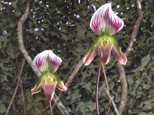 Paphiopedilum callosum var. sublaeve