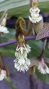 Catasetum lanciferum