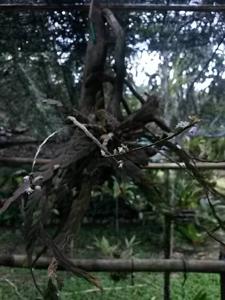 Dendrobium rhodostele