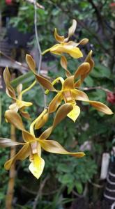Dendrobium trilamellatum