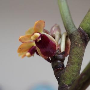Luisia zollingeri