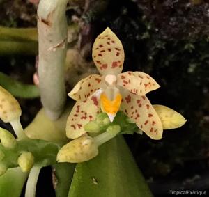 Trachoma sarcochiloides