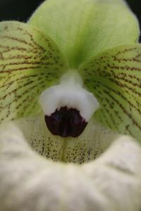 Paphiopedilum malipoense