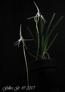 Jumellea teretifolia