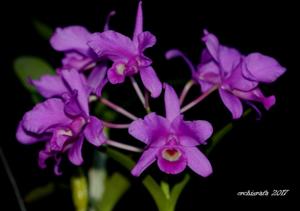 Guarianthe skinneri