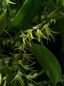 Bulbophyllum clandestinum