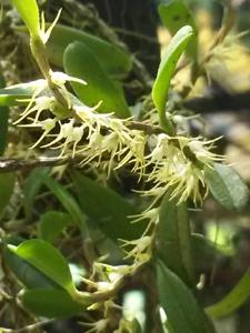 Bulbophyllum clandestinum