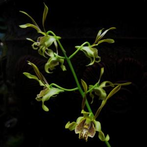 Dendrobium cochliodes