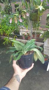 Paphiopedilum appletonianum