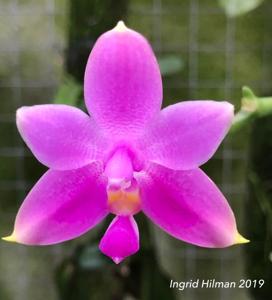 Phalaenopsis mentawaiensis