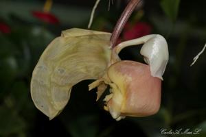 Coryanthes leucocorys