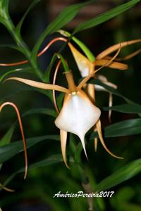 Angraecum viguieri