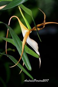Angraecum viguieri