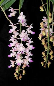 Aerides falcata