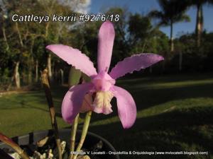Cattleya kerrii