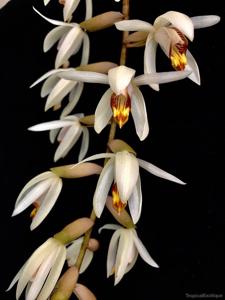 Coelogyne velutina