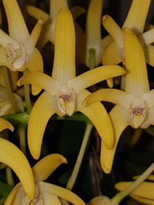 Dendrobium speciosum