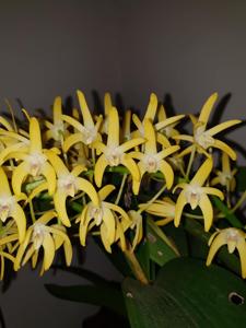 Dendrobium speciosum