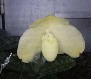 Paphiopedilum godefroyae var. godefroyae